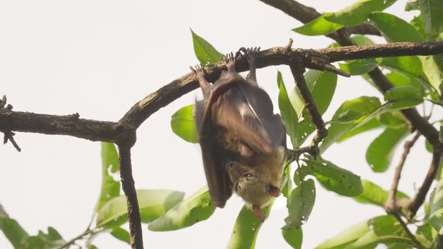 Sulawesi flying fox or fruit bat with baby or pup, a pteropus species of megabats endemic to indonesia hanging in tree