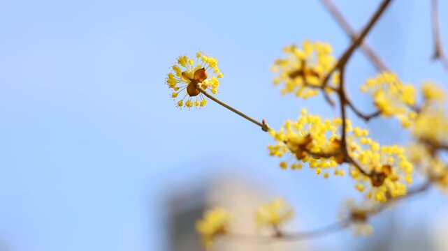 Cornus Officinalis Yellow Blossoms Against Blue Sky