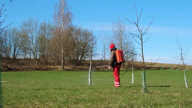 Worker spraying pesticide on a backyard for pest control, close-up, handles bushes. Gardening care work season. Early spring treatment of fruit trees, fungicide. Protecting the garden from diseases 4K
