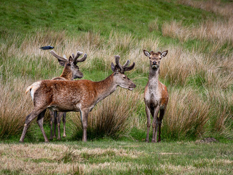Red Deer in grass