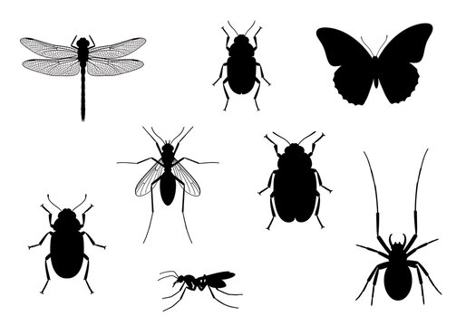 Black Insect Silhouettes Isolated on White Background