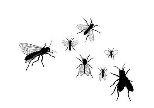 Black Flies Silhouette Isolated on White Background