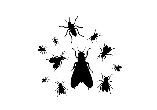 Black Flies Silhouette on White Background