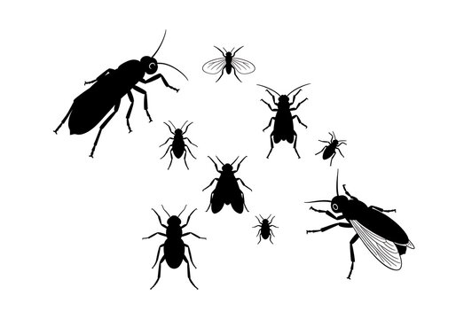 Black Flies Silhouette on White Background