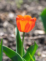 Naklejka premium Colorful red tulips blossom in spring garden