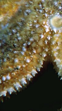 Observe a close-up macro view of a Starfish at the Monterey Bay Aquarium. See the textures and details of this marine animal as it rests on a rock in the Ocean.