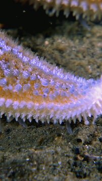 A detailed look at the arm of a Starfish. It is a pastel color, maybe orange and blue, with a feathery edge. The Starfish is resting on the seabed with dark soil.