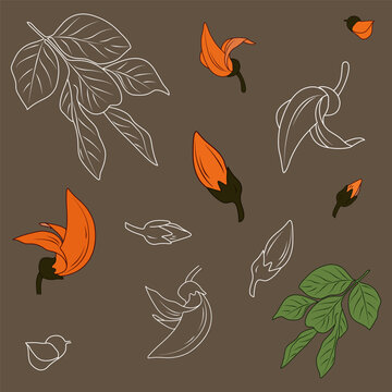 Butea monosperma flower vector illustration set on brown background