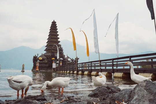 swans on the lake