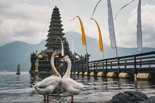 swans form a heart by the edge of Bali lake
