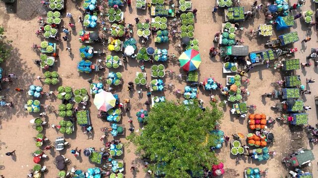 Aerial view of a busy outdoor mango market with rows of green fruit baskets and people walking between stalls in Chapai Nawabganj, Rajshahi Division, Bangladesh.