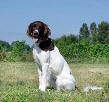 training of Small Munsterlander
