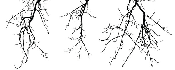 Obraz premium Silhouettes of branches of trees isolated on white. Black and white vector illustration 