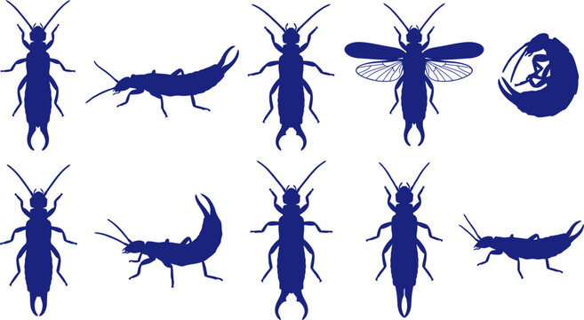 vector can editable Dermaptera silhouette compendium showcasing the unique pincers of the earwig