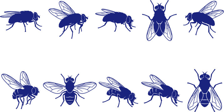 vector can editable Detailed musca domestica silhouettes exploring the anatomy and flight poses of the common housefly