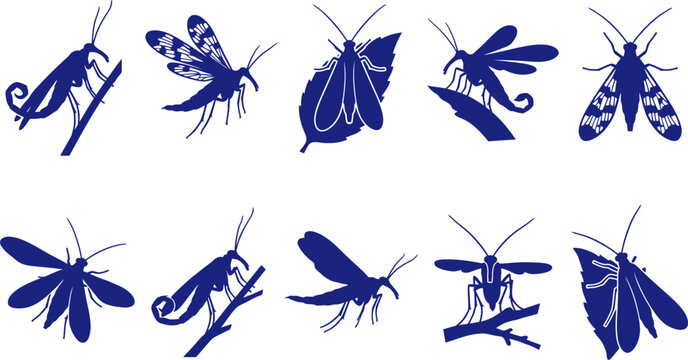 vector can editable Ethereal scorpionfly silhouettes showcasing the intricate wing venation of the mecoptera species