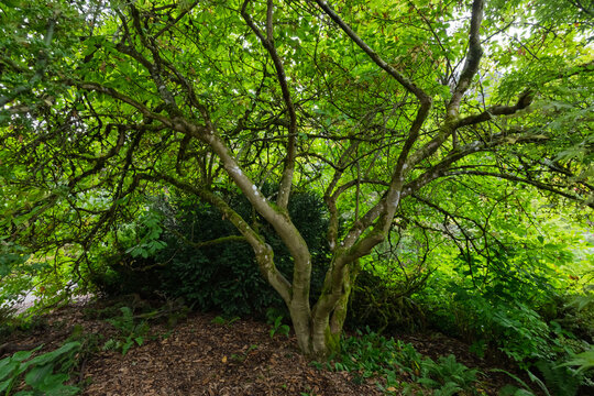 Lush green foliage creating dense woodland canopy