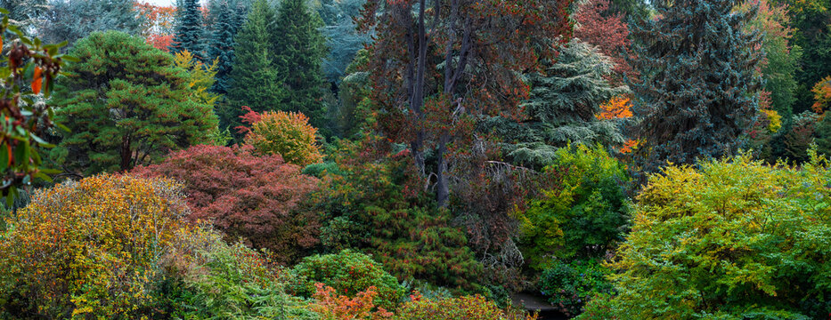 Colorful autumn forest trees with vibrant fall foliage