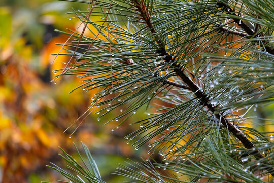 Pine needles with fresh raindrops in autumn forest