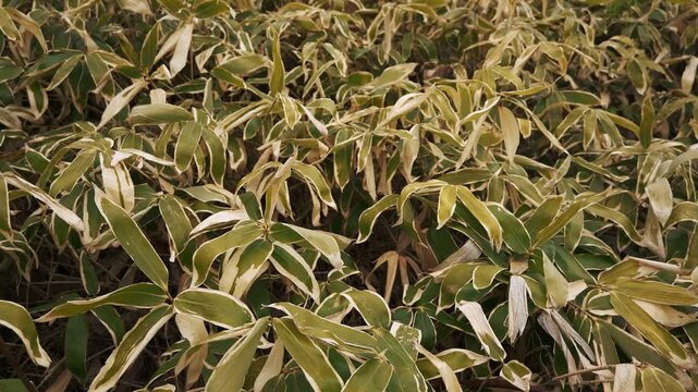 Close-up of gently swaying Kuma bamboo grass