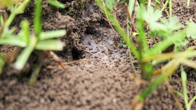 Extreme close up of a bustling ant colony working together, with countless insects moving dirt and building their underground nest among the green grass blades in a concept of teamwork