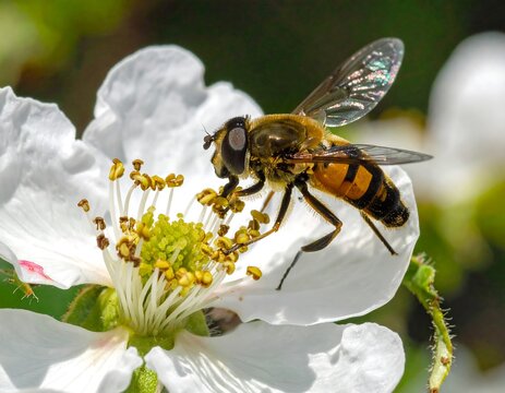 Close-up of a hoverfly on a white flower with yellow stamens, wings shimmering, in bright sunlight