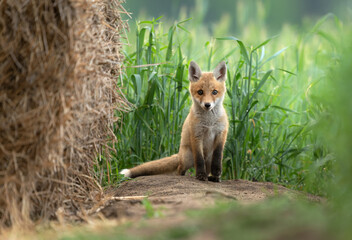 Naklejka premium Cute young red fox ( Vulpes vulpes )