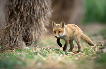 Naklejka premium Cute young red fox ( Vulpes vulpes )
