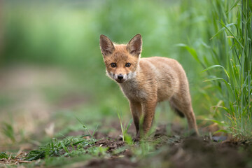 Naklejka premium Cute young red fox ( Vulpes vulpes )