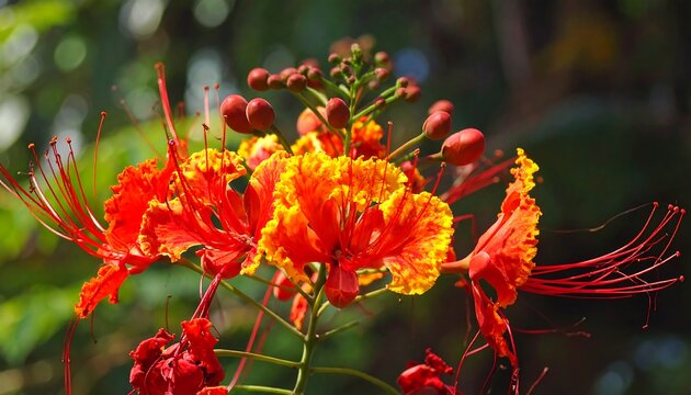 Close-up of vibrant, exotic blossoms bursting with fiery red and yellow hues. Delicate pistils extend, set against a blurred green backdrop