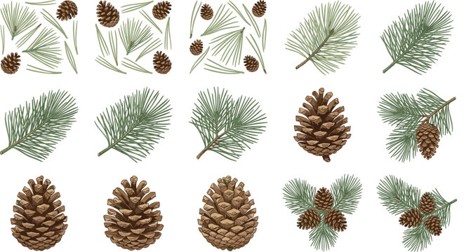 Pine Needle and Pinecone Vector Illustration Set with Evergreen Branches, Winter Botanical Elements, and Christmas Nature Decoration Designs