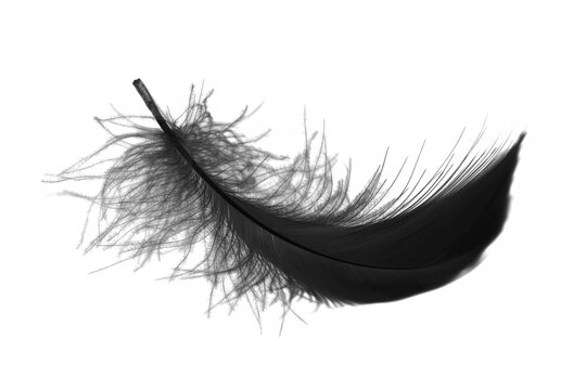 Soft black feather on white background. fluffy downy black feather.	