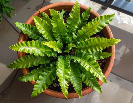 Overhead view of a vibrant fern in a terracotta pot, showcasing the plant's long, wavy, green fronds. Bright sunlight illuminates the healthy, lush foliage