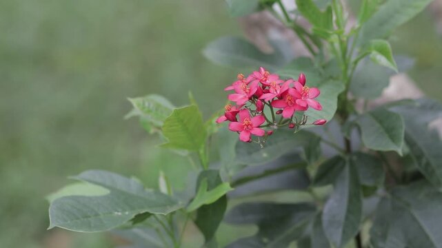 Close-up of beautiful pinkish-red flowers blooming in a lush green tropical garden. Fresh nature background with soft bokeh and copy space.