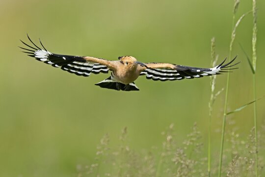 Hoopoe (Upupa epops) in flight with food, wildlife, Rhineland-Palatinate, Germany