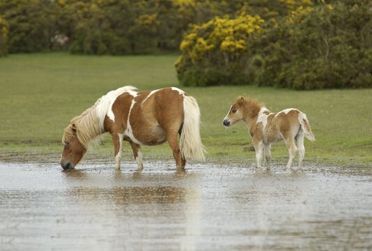 Shetland Pony south west England