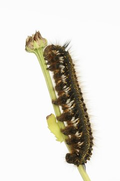 Grass cluck or drinker (Euthrix potatoria), caterpillar against a white background, North Rhine-Westphalia, Germany