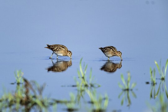 Two Common Snipes (Gallinago), Bird of the Year 2013, sewage farm, Muenster, North Rhine-Westphalia, Germany, Europe