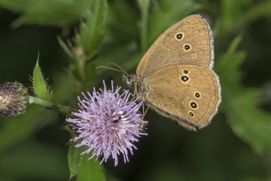 A brown woodland bird (Aphantopus hyperantus) sits on a thistle (Cirsium arvense) flower in a green environment, Baden-W&uuml;rttemberg, Germany