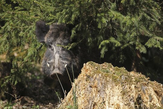 Wild boar (Sus scrofa) strong boar secured from spruce thicket, Allg&auml;u, Bavaria, Germany