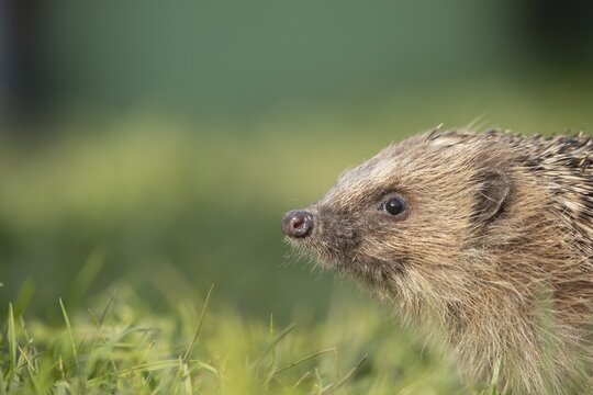 European hedgehog (Erinaceus europaeus) adult animal head portrait, Suffolk, England, United Kingdom