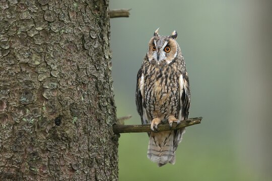 Long-eared owl (Asio otus), sitting on a branch, Czech Republic