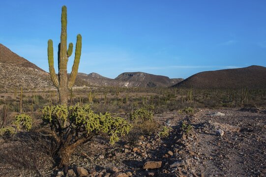 Saguaro (Carnegiea gigantea) in the countryside, near La Paz, Baja California, Mexico