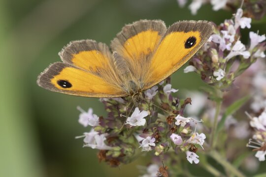 Gatekeeper butterfly (Pyronia tithonus) adult insect feeding on garden wild marjoram or oregano flowers in summer, England, United Kingdom