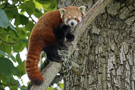 Red panda (Ailurus fulgens fulgens) climbing a tree, captive, Germany