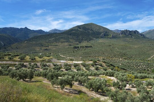 Vast plantations and forests stretching along the mountain landscape, under a clear sky, olive groves at Bedmar y Garc&iacute;ez, Bedmar y Garciez, mountains in the Sierra M&aacute;gina Natural Park, Ja&eacute;n province, Jaen, Andalusia, Spain