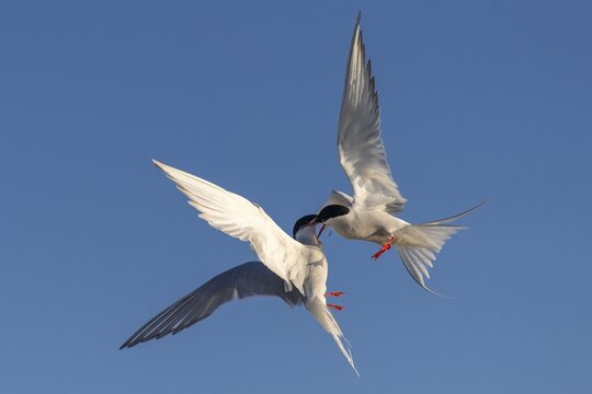 Arctic tern (Sterna paradisaea) in flight, quarrel, aerial fight, Eider barrage, T&ouml;nning, Schleswig-Holstein, Germany