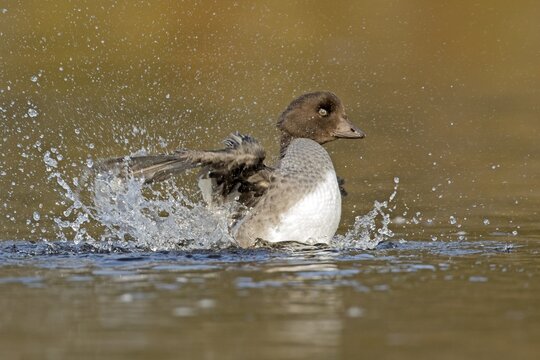Goldeneye (bucephala clangula), female splashing when toiletting, Gaspesie conservation park, province of Quebec, Canada,