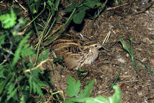 Common Quail (Coturnix coturnix) brooding in field