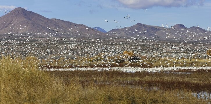 Snow Geese (Anser caerulescens atlanticus, Chen caerulescens) overwintering, Bosque del Apache Wildlife Refuge, New Mexico, USA